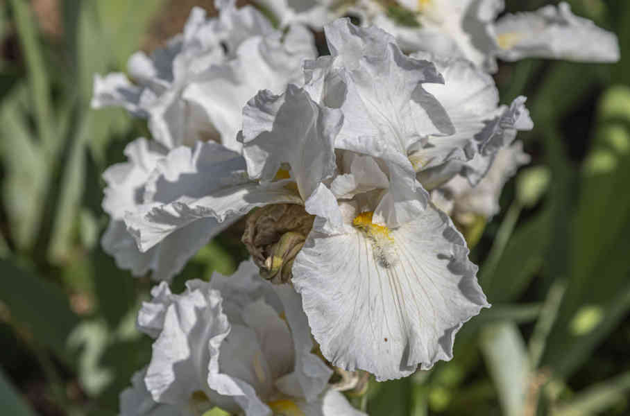 Rosa blanca - parque de Cervantes - Barcelona - Catalunya 5.jpg